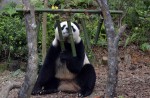 Kai Kai, Jia Jia gear up for second try at making a baby - 38