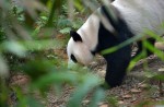 Kai Kai, Jia Jia gear up for second try at making a baby - 37
