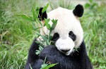 Kai Kai, Jia Jia gear up for second try at making a baby - 43
