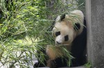 Kai Kai, Jia Jia gear up for second try at making a baby - 41