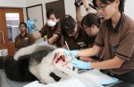 Giant panda Kai Kai aces annual health check - 0