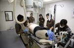 Giant panda Kai Kai aces annual health check - 2