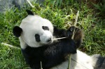 Giant panda Kai Kai aces annual health check - 3