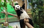 Giant panda Kai Kai aces annual health check - 4