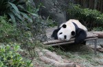 Kai Kai, Jia Jia gear up for second try at making a baby - 0