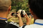 Is panda Jia Jia pregnant? - 0