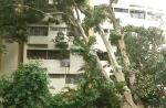 Tree crashes into 6 Pearl Bank Apartments - 0