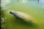 Preparing River Safari's manatees for journey to Caribbean - 0