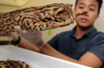 Singapore's leopard cats - 3