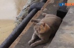 Cats of St John's Island  - 5