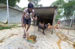 S'pore couple spend $8,000 a month to house 450 dogs in Johor Baru shelter - 1