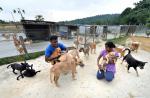 S'pore couple spend $8,000 a month to house 450 dogs in Johor Baru shelter - 3