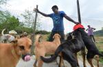 S'pore couple spend $8,000 a month to house 450 dogs in Johor Baru shelter - 7