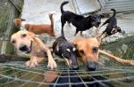 S'pore couple spend $8,000 a month to house 450 dogs in Johor Baru shelter - 5