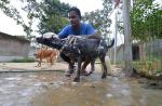 S'pore couple spend $8,000 a month to house 450 dogs in Johor Baru shelter - 9