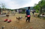 S'pore couple spend $8,000 a month to house 450 dogs in Johor Baru shelter - 8