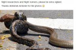 Caught on camera: Python vs cobra fight in NTU - 1