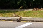 Caught on camera: Python vs cobra fight in NTU - 3