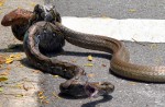 Caught on camera: Python vs cobra fight in NTU - 4