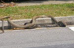 Caught on camera: Python vs cobra fight in NTU - 6