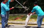 Caught on camera: Python vs cobra fight in NTU - 10