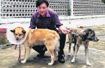 Family dogs fight off killer cobra at Braddell - 0