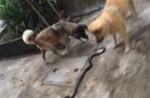 Family dogs fight off killer cobra at Braddell - 1