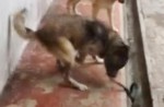 Family dogs fight off killer cobra at Braddell - 3