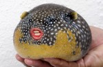 Digitally enhanced images of Donald Trump's mouth on pufferfishes go viral - 1