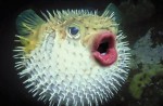 Digitally enhanced images of Donald Trump's mouth on pufferfishes go viral - 0