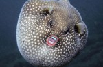 Digitally enhanced images of Donald Trump's mouth on pufferfishes go viral - 2