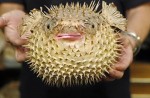 Digitally enhanced images of Donald Trump's mouth on pufferfishes go viral - 4