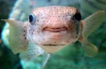 Digitally enhanced images of Donald Trump's mouth on pufferfishes go viral - 5