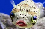 Digitally enhanced images of Donald Trump's mouth on pufferfishes go viral - 6