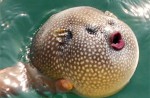 Digitally enhanced images of Donald Trump's mouth on pufferfishes go viral - 7