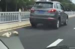 Dog tied to car's rear dies after being dragged on road in China - 2