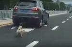 Dog tied to car's rear dies after being dragged on road in China - 0