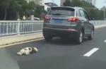 Dog tied to car's rear dies after being dragged on road in China - 3