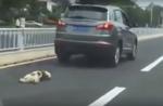 Dog tied to car's rear dies after being dragged on road in China - 4