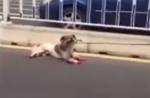Dog tied to car's rear dies after being dragged on road in China - 5