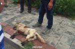 Dog tied to car's rear dies after being dragged on road in China - 13