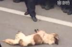 Dog tied to car's rear dies after being dragged on road in China - 11