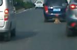 Dog tied to car's rear dies after being dragged on road in China - 18