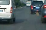 Dog tied to car's rear dies after being dragged on road in China - 17