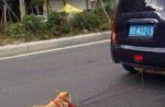Dog tied to car's rear dies after being dragged on road in China - 26