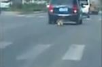 Dog tied to car's rear dies after being dragged on road in China - 29