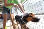 Volunteers help care for dogs at animal shelters - 1