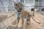 Thai officials continues removal of tigers from controversial temple - 1