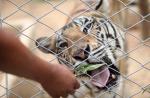 Thai officials continues removal of tigers from controversial temple - 2