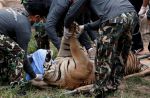 Thai officials continues removal of tigers from controversial temple - 11